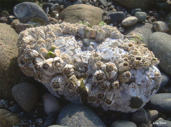 Barnacles - Puget Sound WA by Lisa Shea