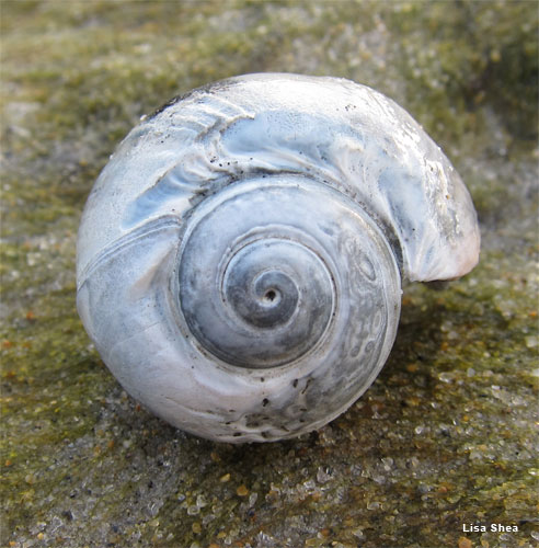 Plum Island Spiral by Lisa Shea