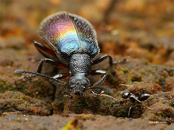 Rainbow Wanderer 2 by Mark Berkerey