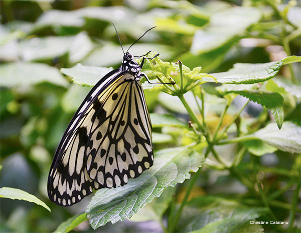 Black And White Beauty by Christine Catalano