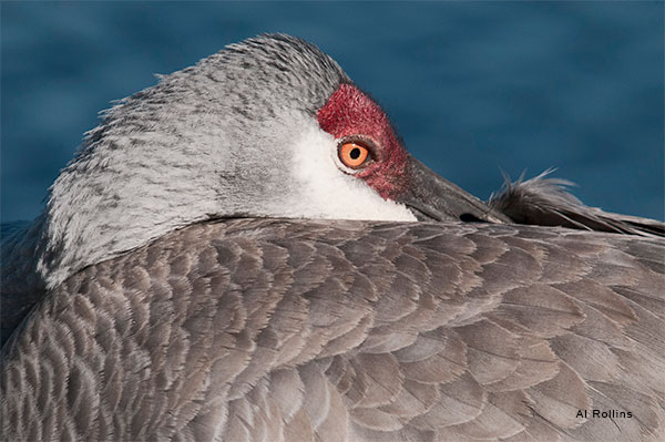 Resting Sand Hill Crane by Al Rollins