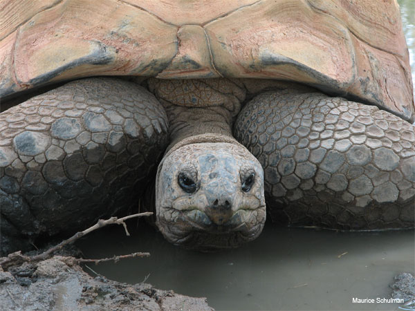 Forlorn Turtle by Maurice Schulman