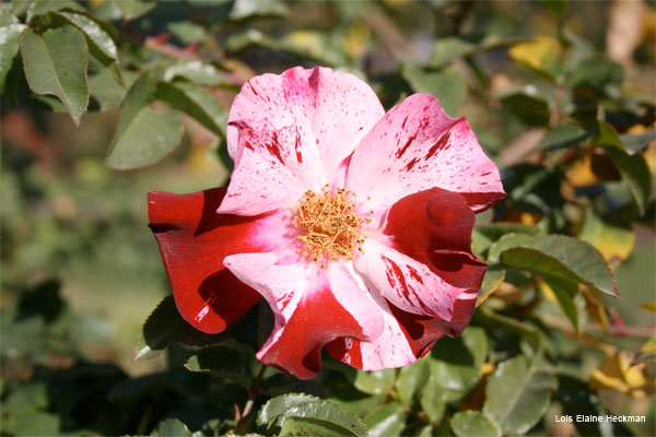 Peppermint Rose by Lois Elaine Heckman