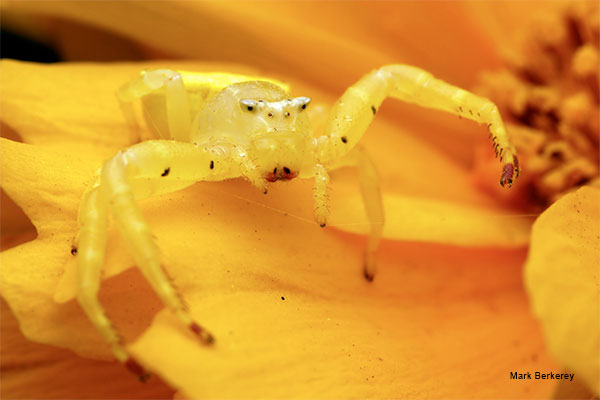 Crab Spider by Mark Berkerey